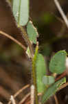 Arrowhead rattlebox